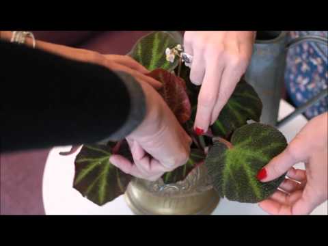 , title : 'Come coltivare la Begonia rizomatosa. 2 Ladies in giardino'