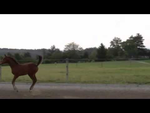 Bacio RR - v. Belissimo M / De Niro / Rubinstein