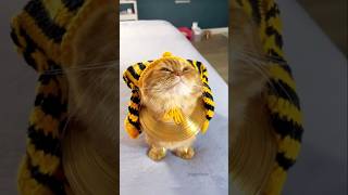 Funniest Cats You'll See Today | Hilarious Cat Moments, Cute Fails & Viral Cat Compilation