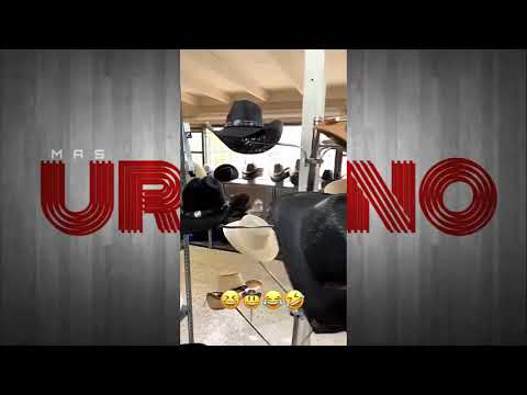 Anyelo RR "Exclusivo" (De Compra en tienda de Vaqueros)