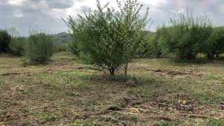 Elk and Deer land management - AntlerGrow Wildlife management