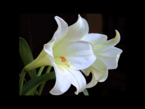 Video thumbnail for Those sweet delightful lilies