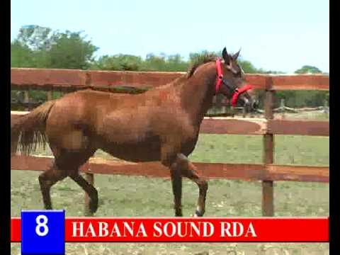 2014 - HARAS RINCON DEL AGUARA - LOTE 8 - HABANA SOUND RDA