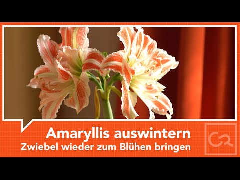 , title : 'Amaryllis zum Blühen bringen - Auswintern nach der Ruhephase'