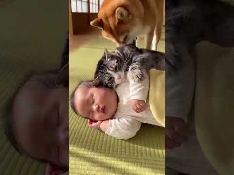 【悲報】ﾈｯｺ、赤ちゃんをハグしながら寝てただけなのに強制排除されてしまう…　#shorts