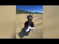 Lil Uzi Vert SideLine Watching Sped Up