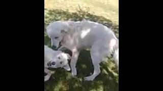 Video preview image #1 Great Pyrenees Puppy For Sale in Spring, TX, USA