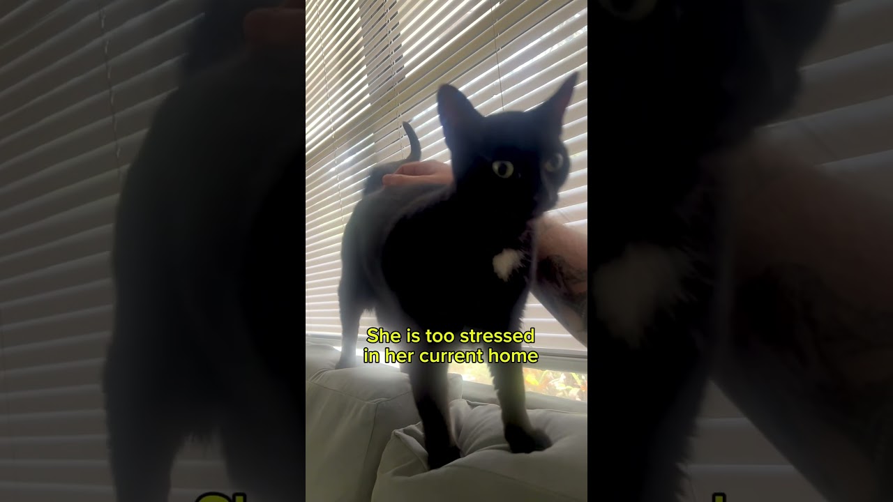 Enlarge Zombie (affectionate female kitty) only pet, a Adoptable Domestic Short Hair in Daytona Beach, FL video 5/5