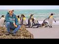 The Island With ONE MILLION Penguins Let SSee