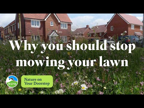 Why you should stop mowing your lawn | RSPB Nature on Your Doorstep