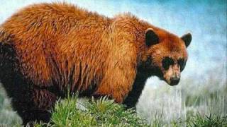 rolf zuckowski es ist nicht leicht ein narr zu sein