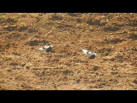 Blacksmith Lapwing