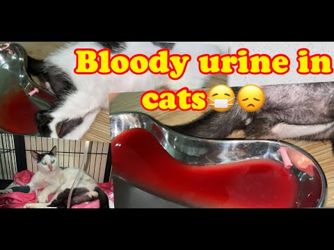 Bloody urine in cats😞🤕