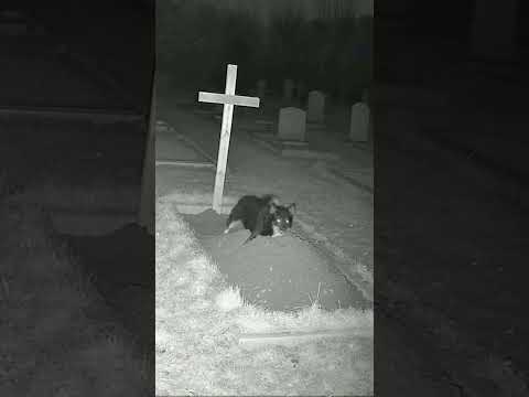 📂 CASE FILE: #015 - 