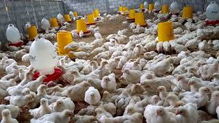 Download lagu PAKAN YANG BAGUS UNTUK AYAM UMUR 30 HARI KE ATAS/PEMBESARAN mp3