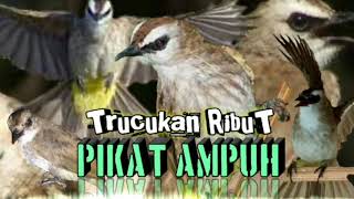 Download lagu suara pikat trucukan ribut paling AMPUH terbaru || pikat burung trucukan liar mp3 Download lagu suara pikat trucukan ribut paling AMPUH terbaru || pikat burung trucukan liar mp3