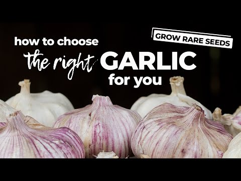 download lagu mp3 mp4 Creole Red Garlic, download lagu Creole Red Garlic gratis, unduh video klip Creole Red Garlic