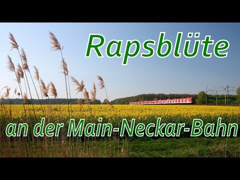 Rapsblüte an der Main-Neckar-Bahn