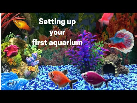 Beginners First Aquarium - How to Set up Your First Fish Tank