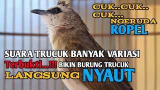 Download lagu Suara panggilan trucukan.. pancingan & masteran trucuk agar cepat BUNYI trucuk gacor ropel panjang mp3 Download lagu Suara panggilan trucukan.. pancingan & masteran trucuk agar cepat BUNYI trucuk gacor ropel panjang mp3