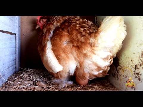 , title : '5 coisas que fazem as galinhas pararem de botar'
