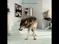 Grinderman - Palaces Of Montezuma