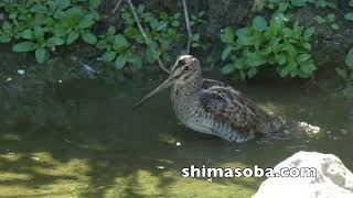 ハリオシギ滞在中(動画あり)