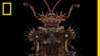 Beauty Through the Microscope: Bugs Like You’ve 