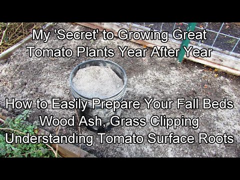 My 'Secret' to Growing Great Tomato Plants Year After Year: Wood Ash, Fresh Grass & Fall Preparation