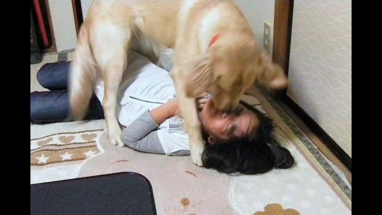 ゴールデンレトリバーの激しいベロベロ舐め