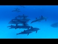 Egypt Sataya (Dolphin Reef) 