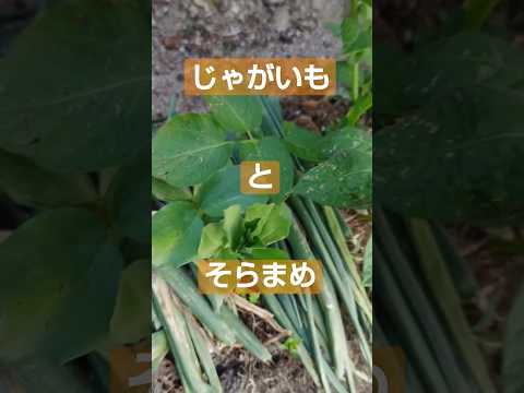 ジャガイモの隣に植えてはいけない植物は何ですか?最悪のコンパニオンプランツの完全なリスト  庭園