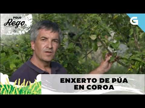 Vídeo: Como facer un enxerto de púa en coroa