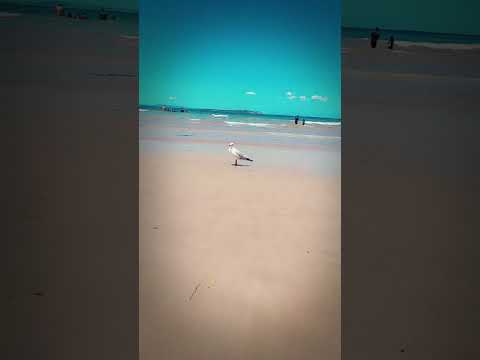 Beach #australia #foryou #shortsvideo #viralshort #viralvideo