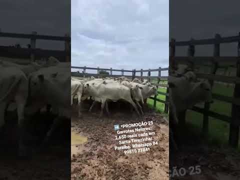 25 Garrotas Nelores: 2.650 reais cada em Santa Terezinha/ Paraíba. Whatsapp 84 99810 2784*#gado