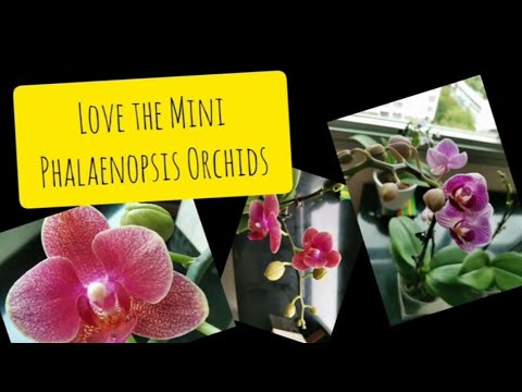 My mini Phalaenopsis orchids