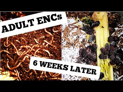 ENC Adult Worm Bin MUSHROOM Update & Feeding After 6 Weeks | Vermicomposting European Nightcrawlers