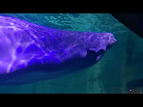 Oceanogràfic Revisited - The Arctic World (Part I)