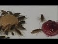 Hamamböceklerindeki savunma mekanizması - science Hamamböceklerindeki savunma mekanizması - science