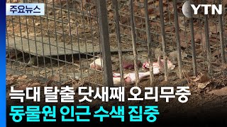 늑대 탈출 닷새째 오리무중...동물원 인근 수색 집중 / YTN