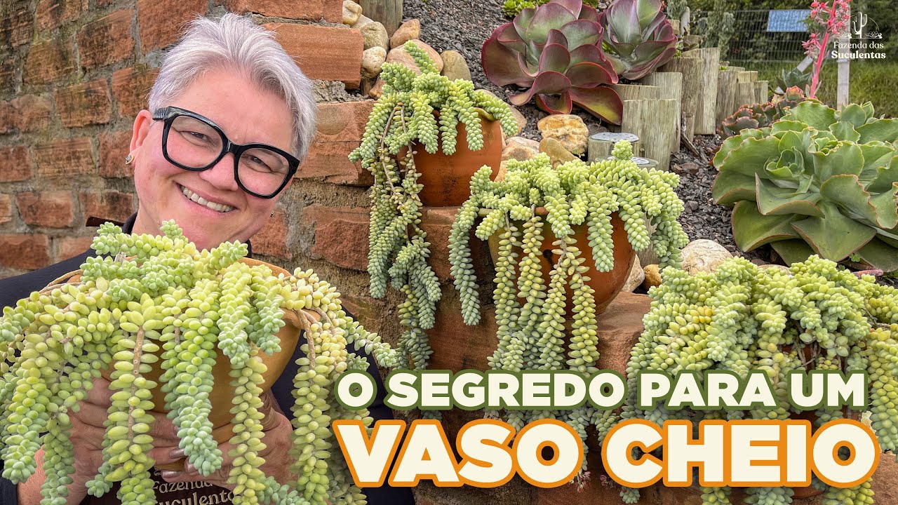O SEGREDO para ter um VASO CHEIO da SUCULENTA PENDENTE RABO DE BURRO - Sedum Morganianum