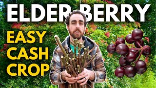 Turn $2 Cuttings into a $10,000 Elderberry Business