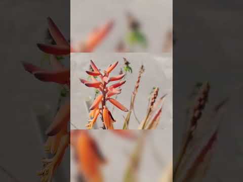 #closeup #view of #fresh #aleovera #flower #bloomed in my #home #garden #nature #macro #natural