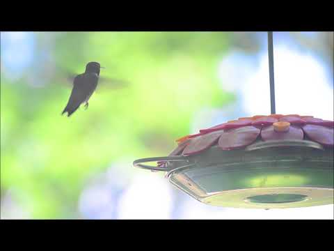 Black Chinned Hummingbird 5 2018