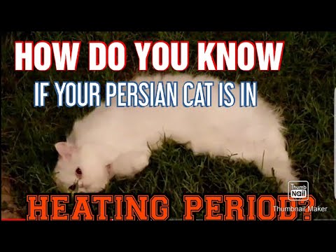 HOW DO YOU KNOW IF YOUR PERSIAN CAT IS IN HEATING PERIOD?