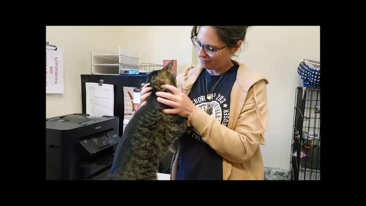 EVEE, a Adoptable Tabby in Ironwood, MI video 2/2