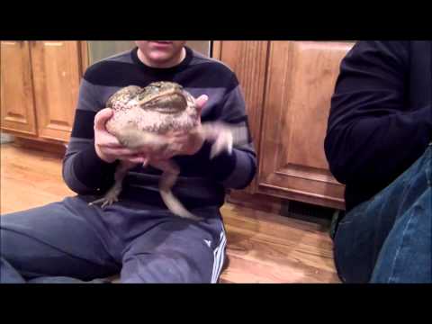 Giant Cane Toad