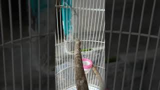 Download lagu Kapasan kemiri/Bhs lombok etak-etak mp3 Download lagu Kapasan kemiri/Bhs lombok etak-etak mp3