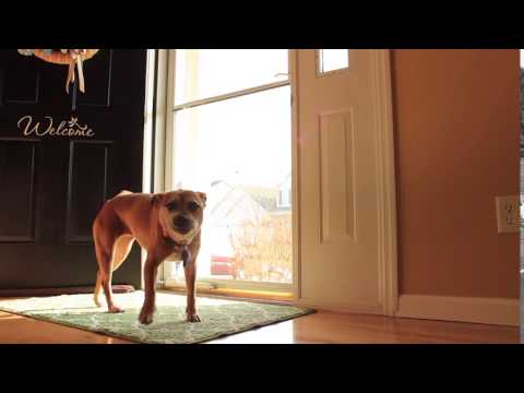 How to potty train your dog or puppy with Gotta-Potty