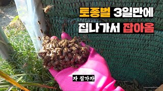 잡아온지 3일만에 집나간 야생토종벌, 여왕벌 감금해서 다시 잡아옴